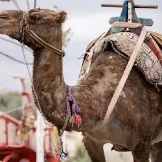 Cappadocia South Tour: Full-Day Guided Trip with Hotel Pickup — photo 3